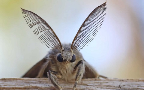 Macho adulto de Lymantria dispar, plaga forestal